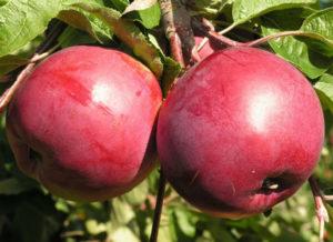 Description and characteristics of the apple-tree variety Belorusskoe sweet, planting and care