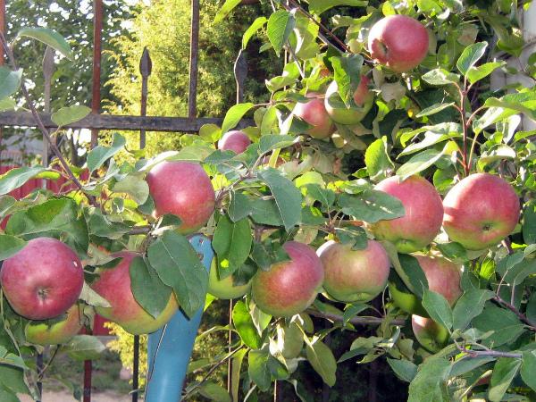 apple-tree Belarusian sweet