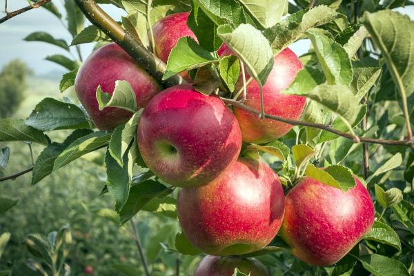 apple tree silver hoof