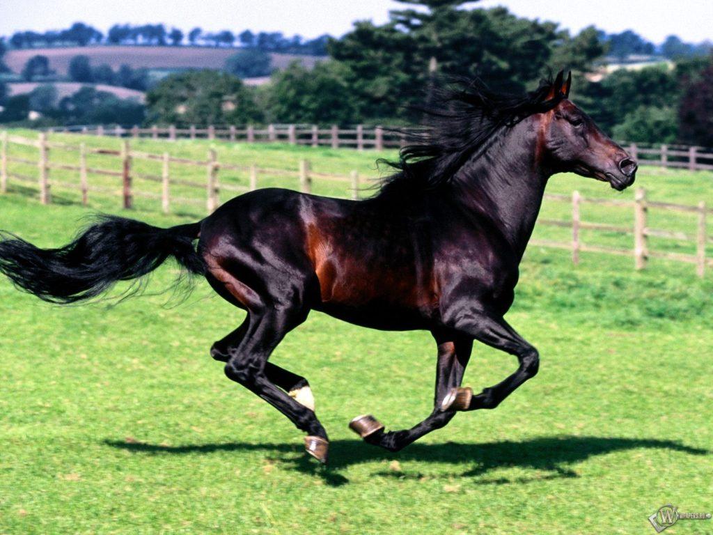 Caballo de Karak