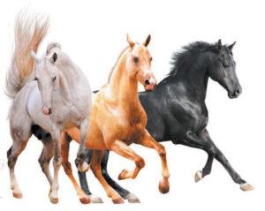 Les noms des couleurs existantes des chevaux, qui sont également la liste des couleurs