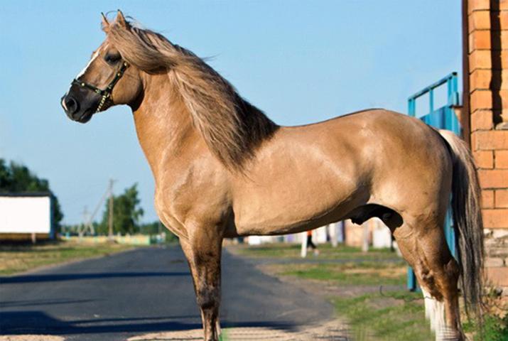 costume de cheval Kaurai