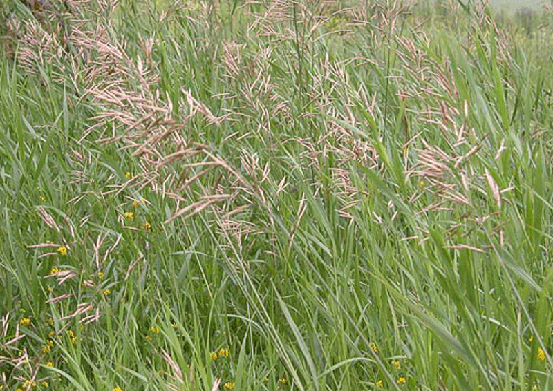 herbicide pallas