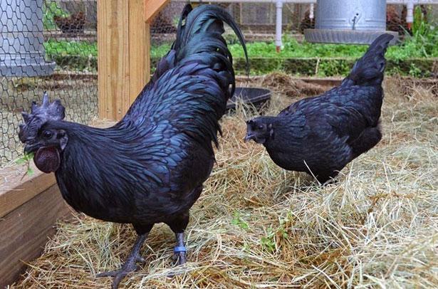 black chickens