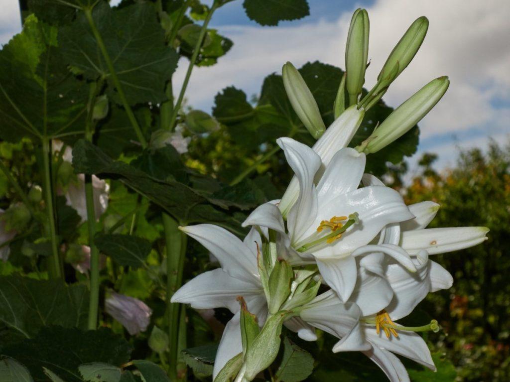 white lily