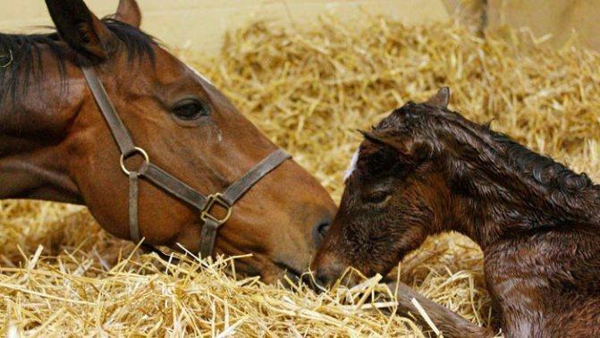 horse and child