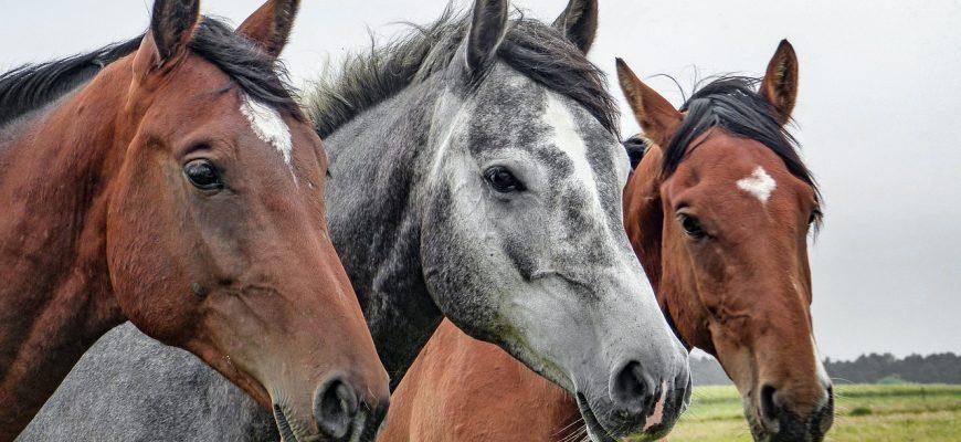 washing horses