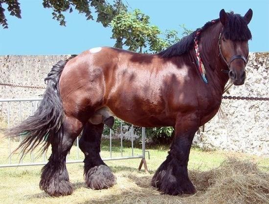 Heavy horse