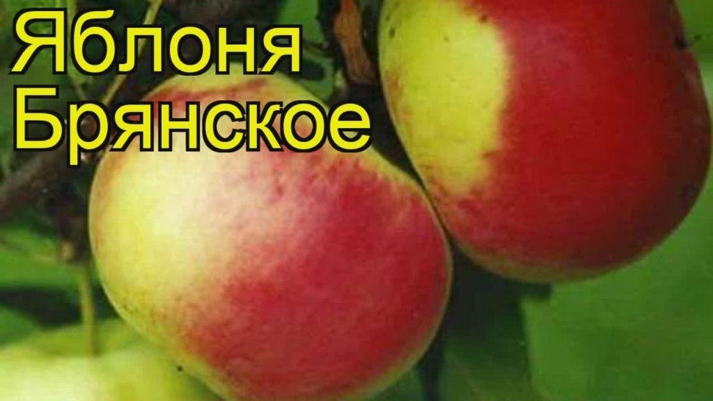 apple tree bryansk