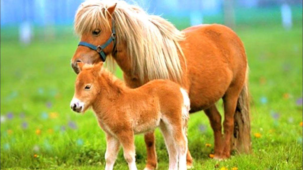 Pony horse