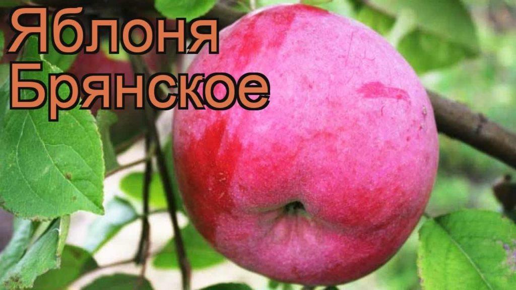 apple tree bryansk