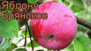 Description and varieties of Bryanskoe apple trees, planting and care rules