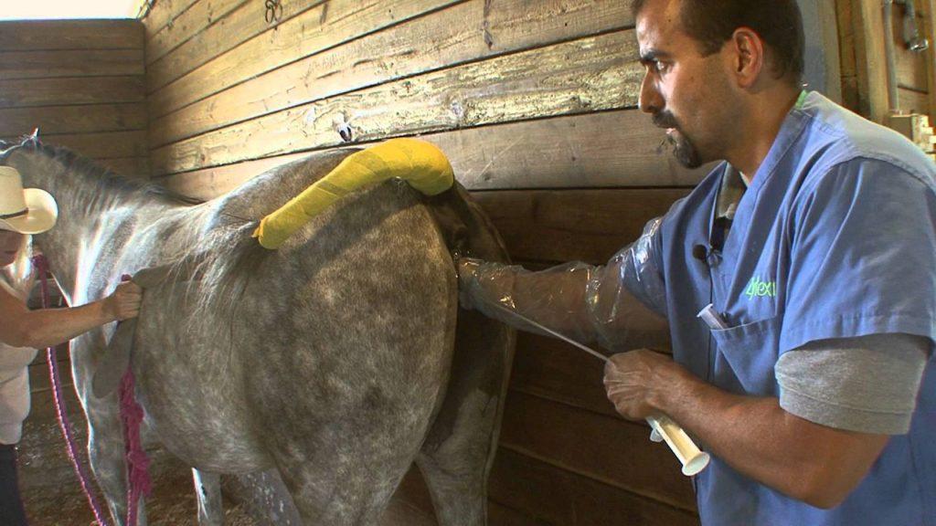 Artificial insemination of mares