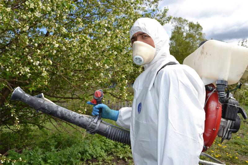 sprinkling the apple tree