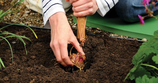 planting flowers