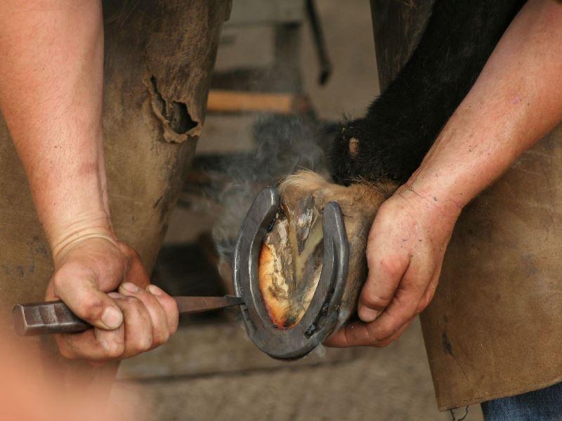 caballos de herradura