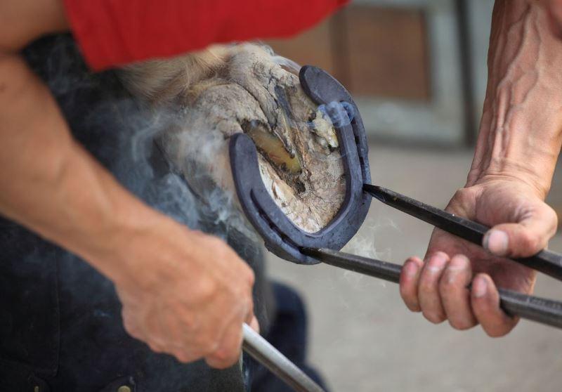 caballos de herradura