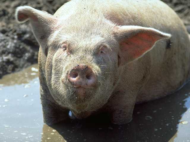 dysenterie porcine