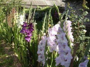 Règles pour le soin des glaïeuls après la floraison et le moment des événements, stockage des bulbes