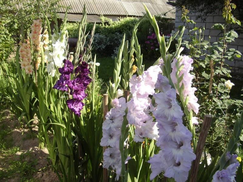 soin des glaïeuls après la floraison