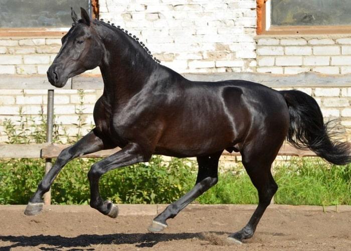 Race de cheval d'équitation russe