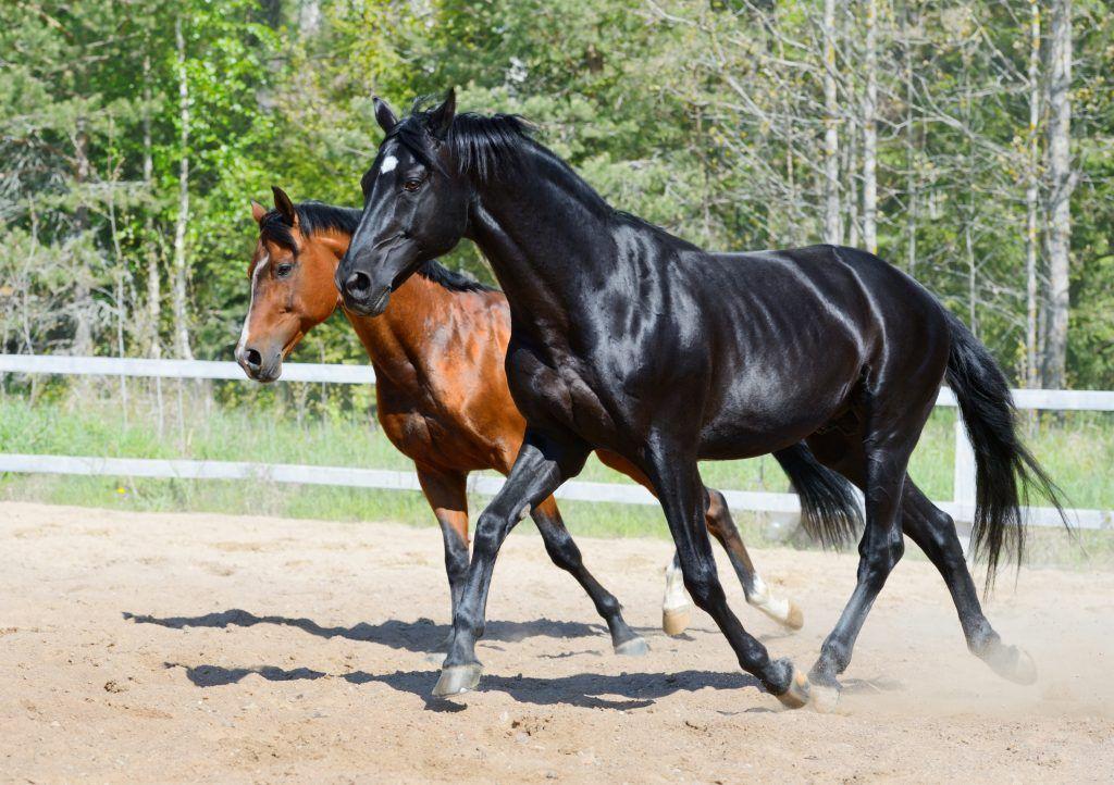 Race de cheval d'équitation russe