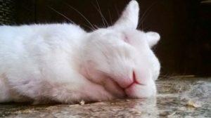 Comment et combien de lapins doivent dormir, caractéristiques du repos et problèmes éventuels