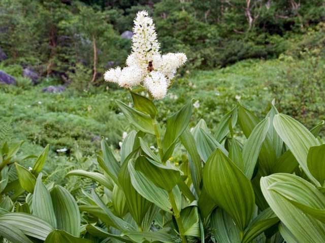 Hellebore trava