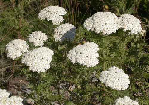 Achillée. fleur