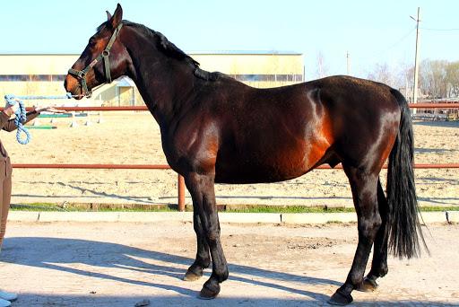 Raza de caballo de montar ruso