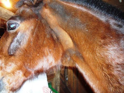 washing horses