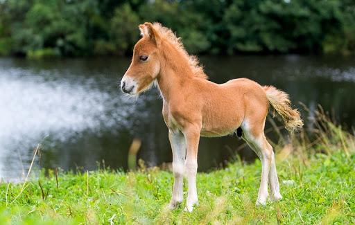 cheval falabella