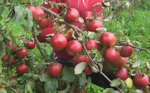 veel appelbomen