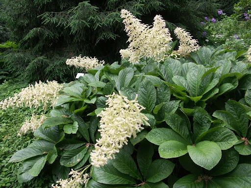 buisson de fleurs