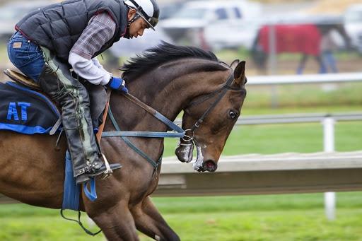 sport horses