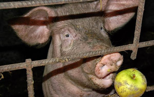 alimentando cerdos