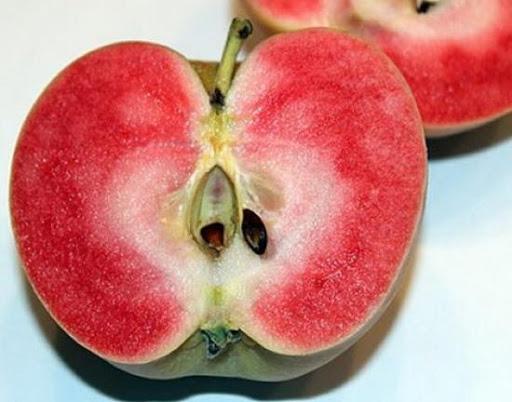 Apple Pink pearl: description of the variety and characteristics ...