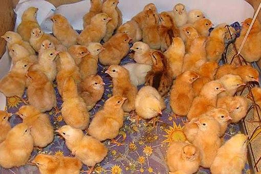 beaucoup de poussins