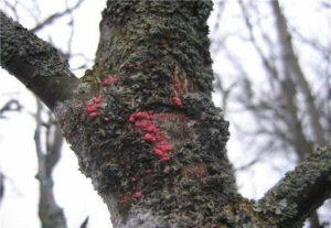 Symptômes et signes de cytosporose sur un pommier, méthodes de traitement et de prévention