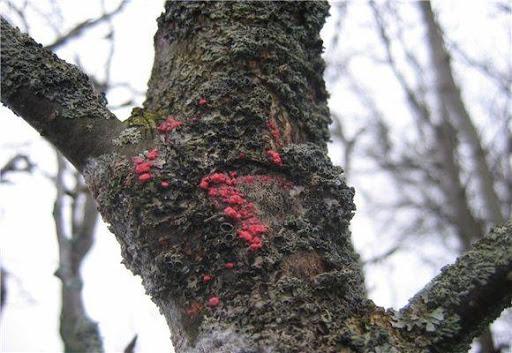 traitement de la cytosporose de la pomme