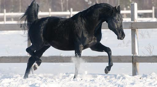 Raza de caballo de montar ruso