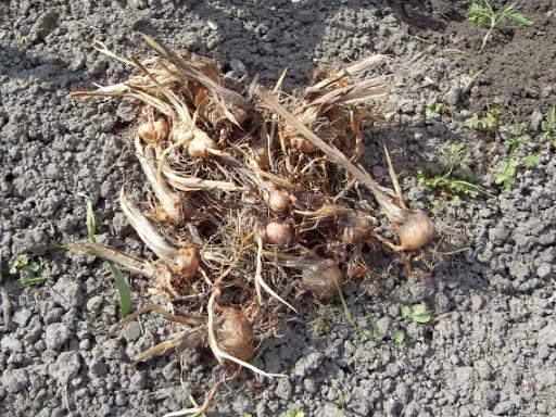 planter des fleurs