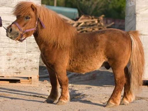 horse pony