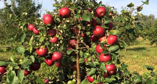 antey apple tree