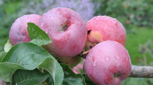 cadeau de pommier au comte