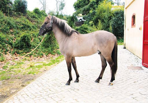 Cheval Sorraya