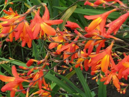 japanese gladiolus