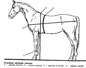 How much can a horse weigh on average and how to determine mass, world records