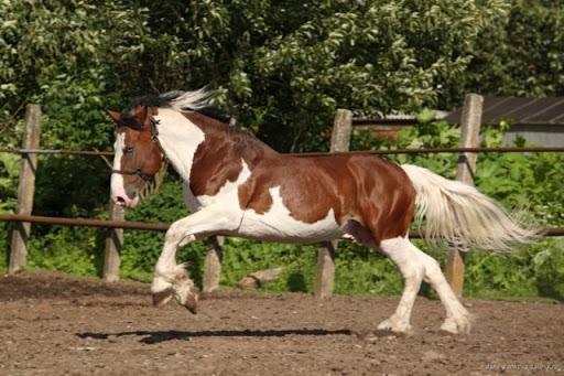 manteau cheval Piebald