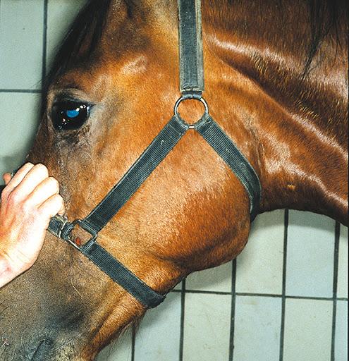 washing horses